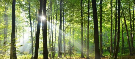 ALBEGGIA | Carta da parati foresta alberi